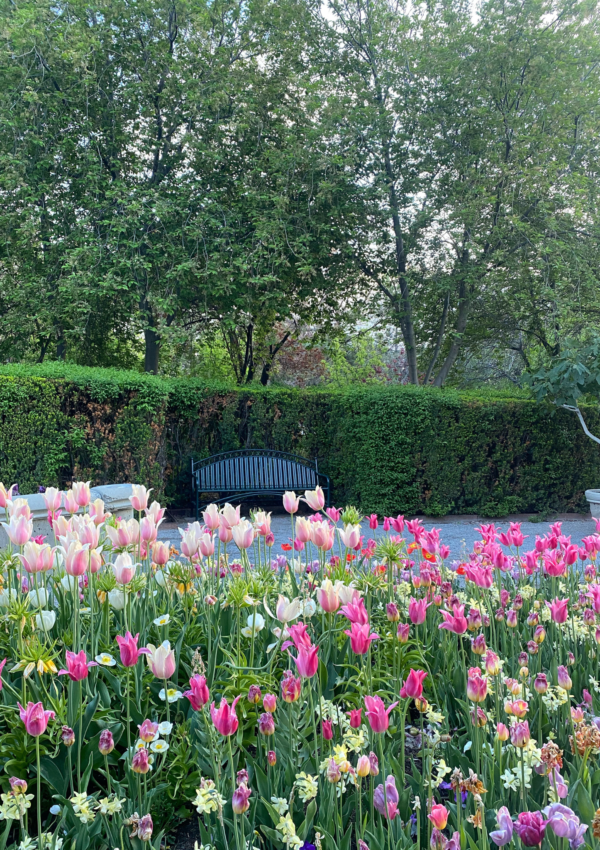 Tulip Festival – Ashton Gardens